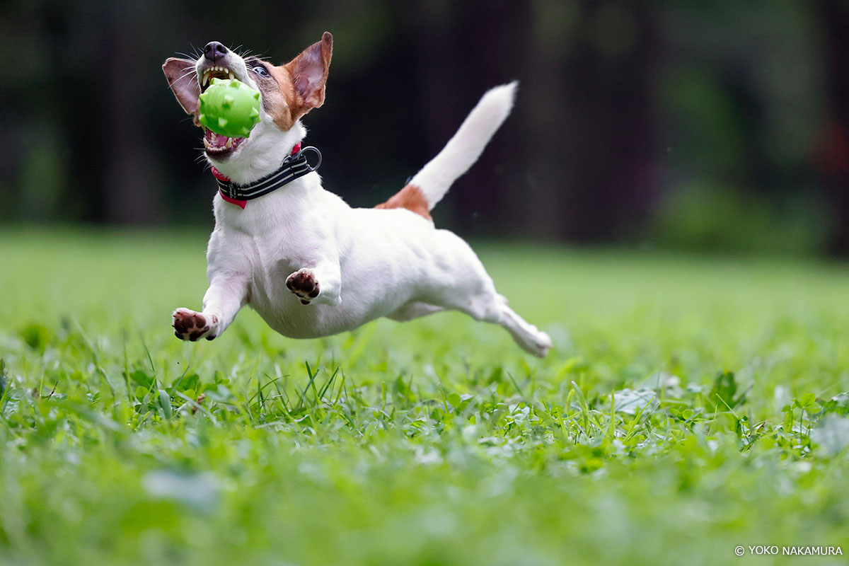 ボールをキャッチする犬の写真 Copyright YOKO NAKAMURA