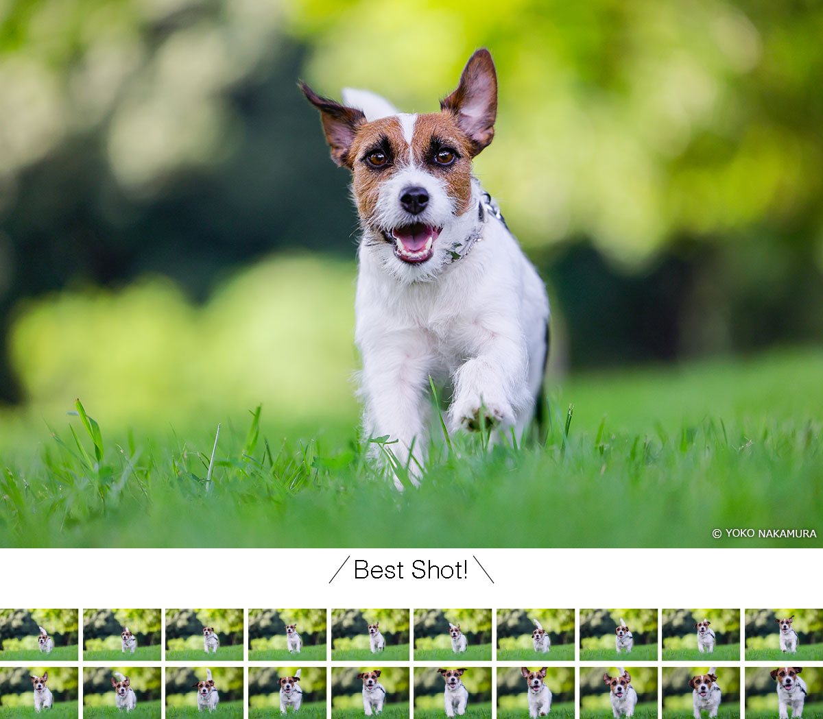 動物の瞳・顔・全身検出ができるオートフォーカスと最高約20コマ／秒の高速連続撮影の犬の写真 Copyright YOKO NAKAMURA