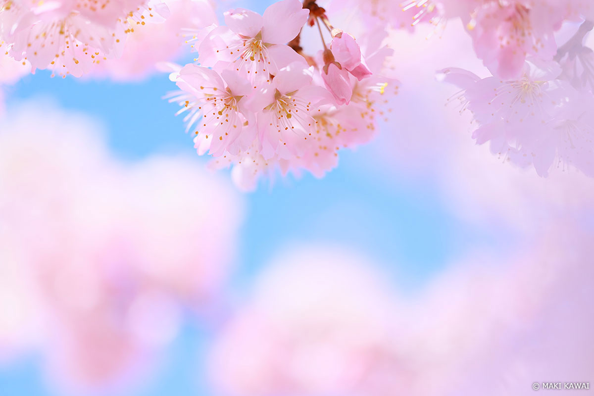 青空の背景にピンクの強い早咲きの桜を浮かべて。前にも桜を入れて桜色をふんわりまとわせフレーミング　Copyright MAKI KAWAI