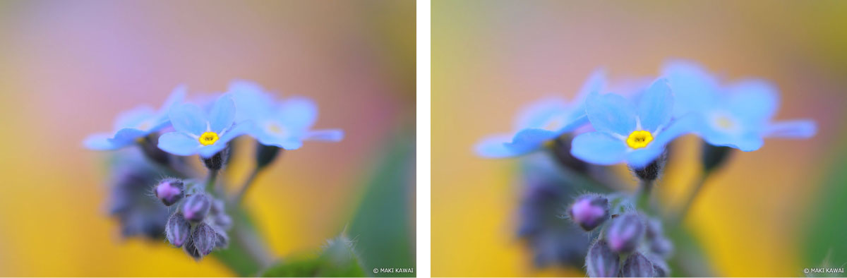 撮影倍率「等倍」（左）と「1.4倍」（右）を比較してみました。1つの花の直径は約7mmです。　Copyright MAKI KAWAI