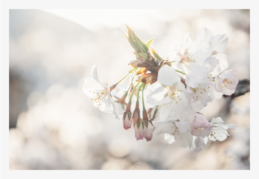 RF24-105mm F4-7.1 IS STMのテレ側105mmで撮影してトリミング。マクロレンズのような寄った撮影もできるため写真表現の幅が広がる。ボケもとろけるように美しく、透き通るような桜の花びらが印象的に撮影できました。