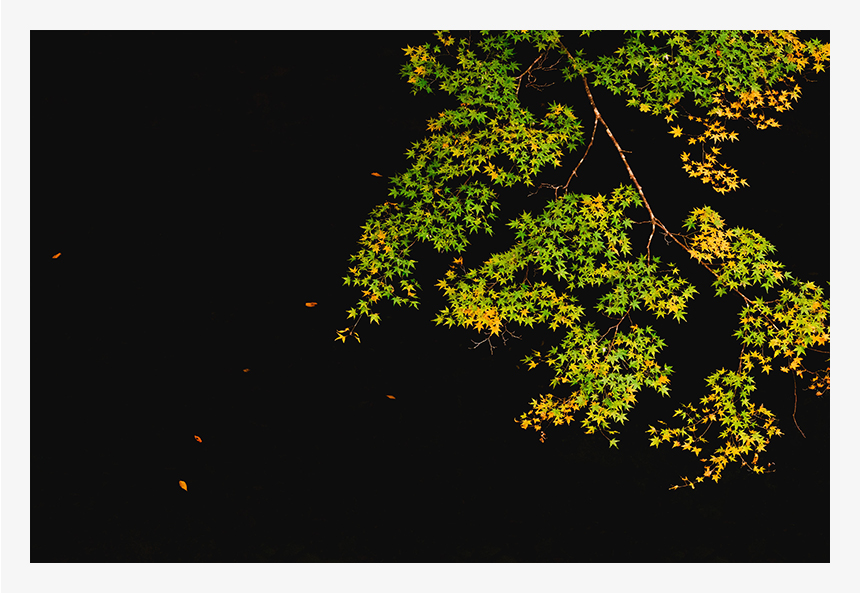 山間部の渓流に覆いかぶさるモミジの一枝。紅葉には少し早かったものの背景の暗さも手伝って、まるで日本画の屏風に描かれたような景色でした。上流から流れてきた落ち葉を風で舞う葉に見立て撮影しました。（F8・1/320秒・ISO4000）