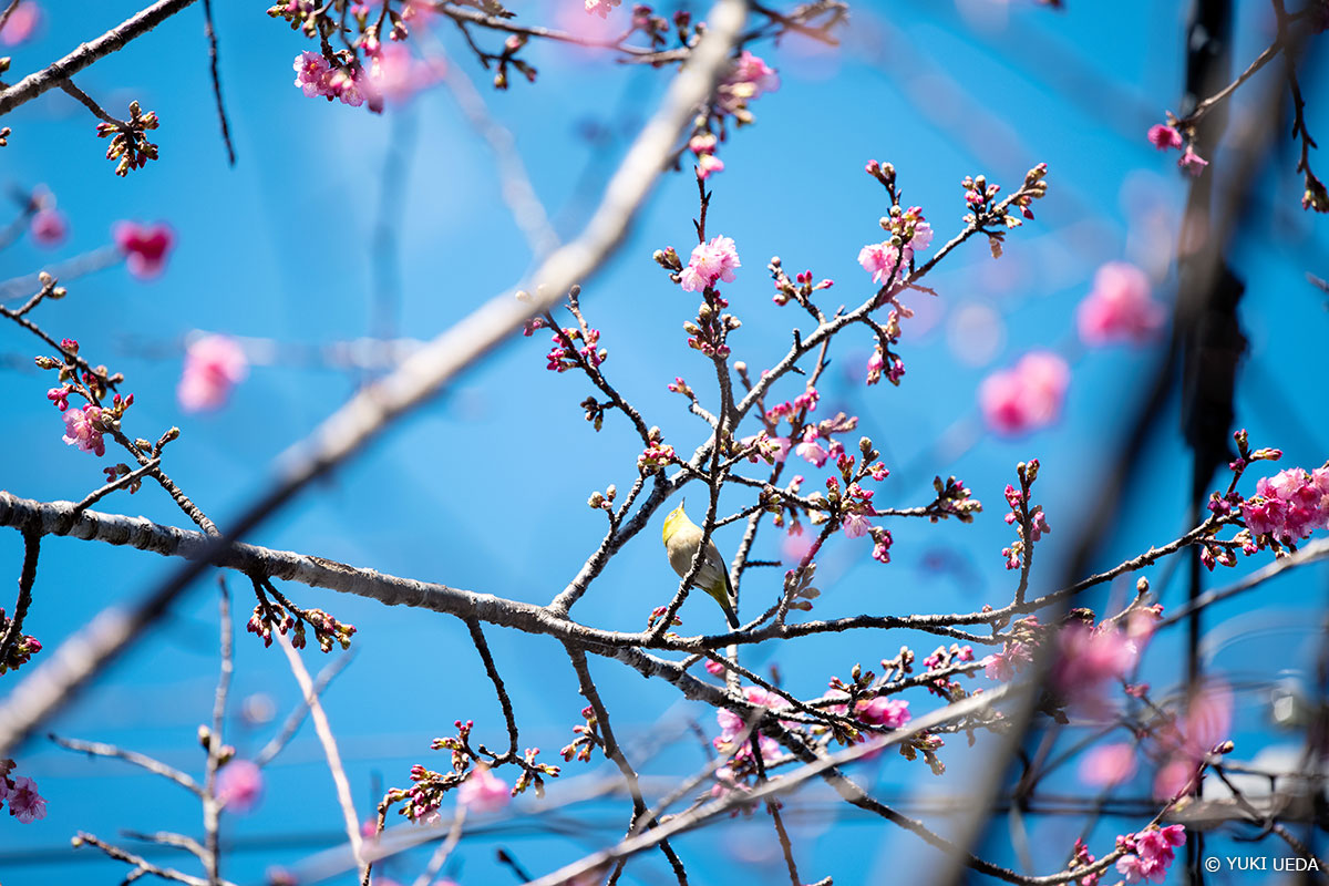 枝に止まった瞬間のメジロ、空の青と緋寒桜のピンクのコントラスト　Copyright YUKI UEDA