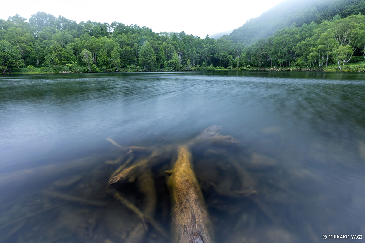 PLフィルターを使って湖底に沈んだ倒木を描写。朽ちていく倒木と、かつてそこに根を張っていた森を対比しました。　Copyright CHIKAKO YAGI